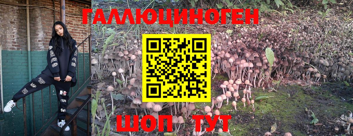 Галлюциногенные грибы Psilocybine cubensis Магадан